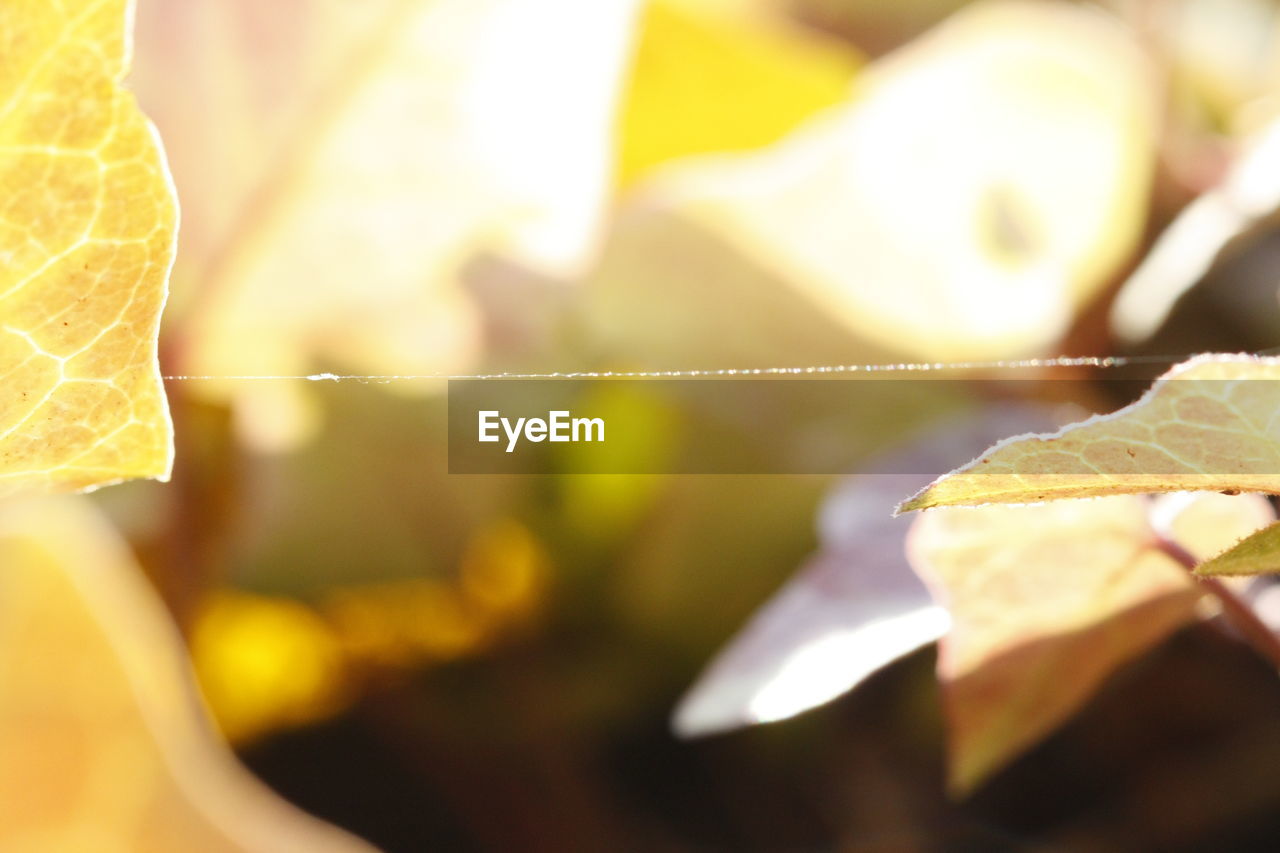 CLOSE-UP OF FRESH YELLOW LEAF ON PAPER