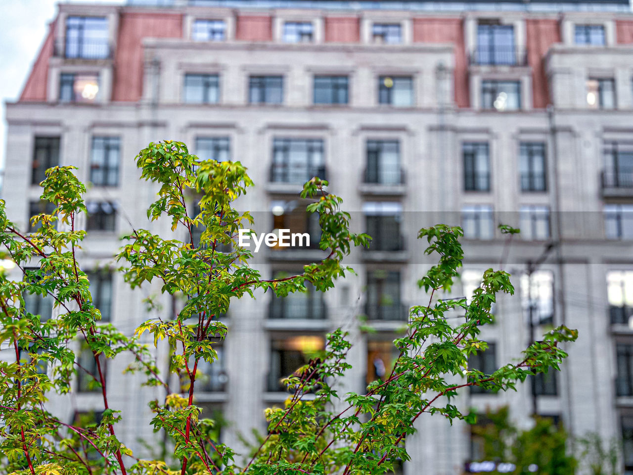 architecture, building exterior, built structure, plant, building, neighbourhood, urban area, nature, city, window, growth, day, no people, residential area, flower, tree, outdoors, residential district, green, leaf