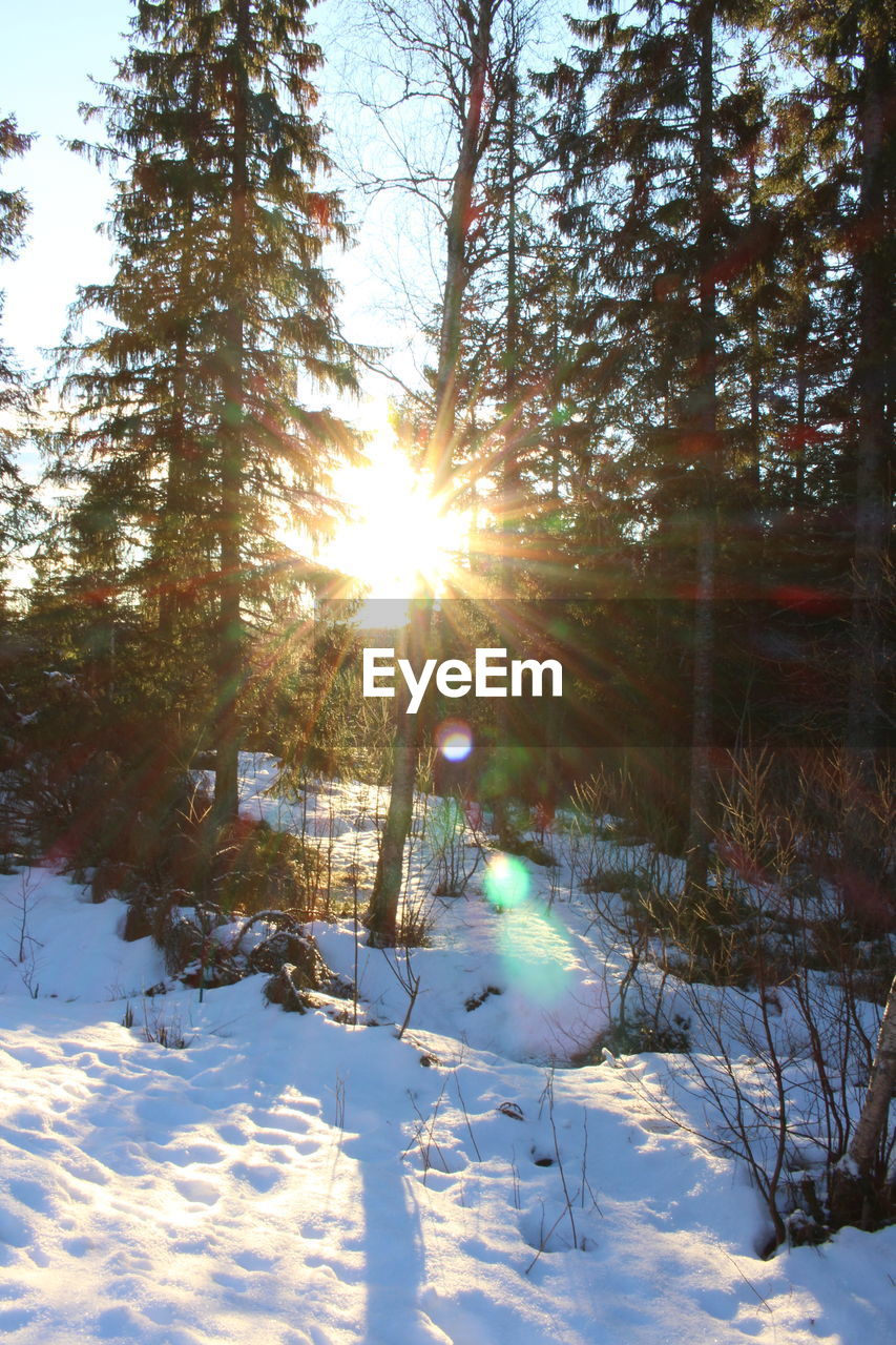 SUN SHINING OVER SNOW COVERED TREES