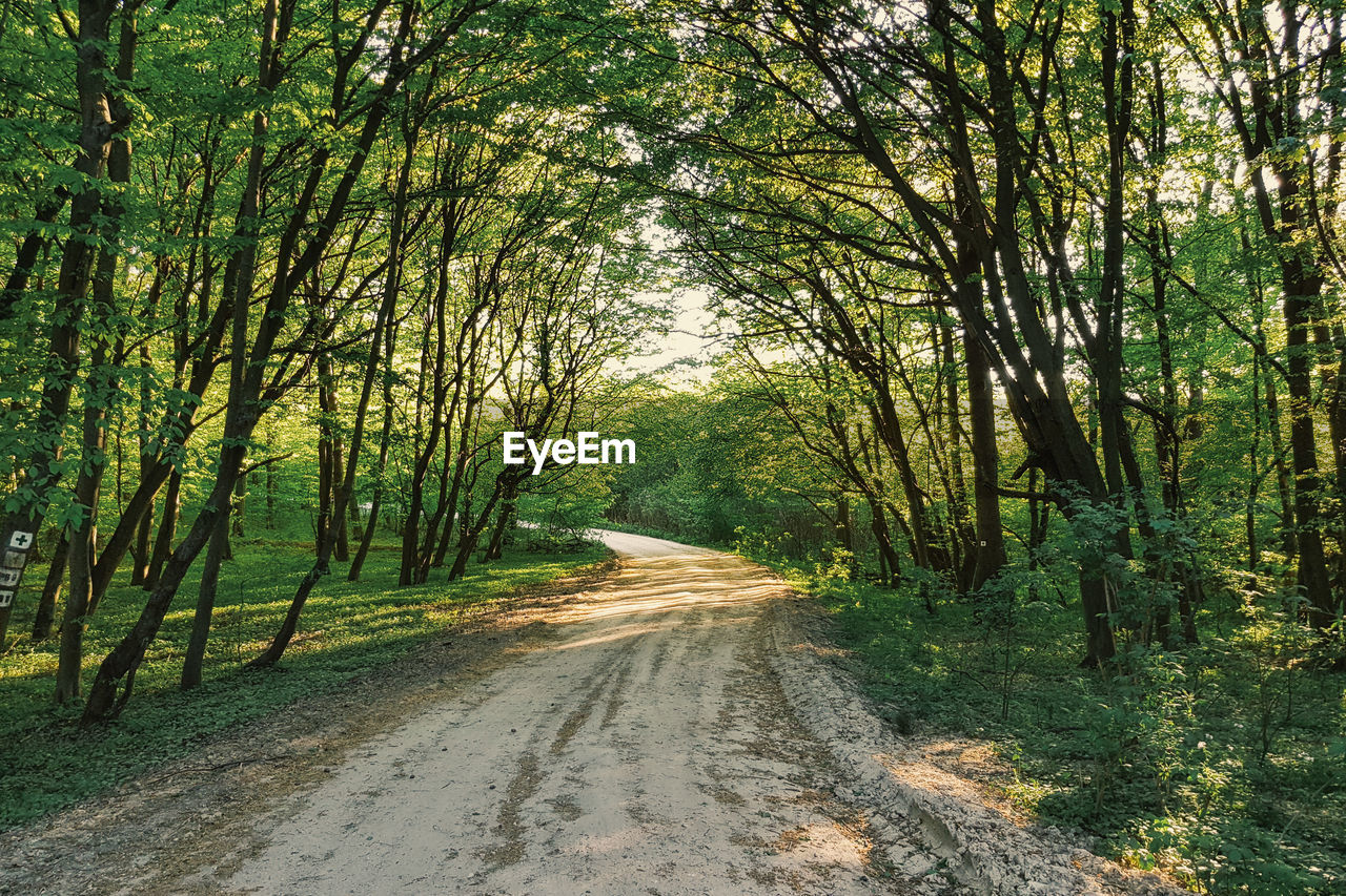 DIRT ROAD AMIDST TREES