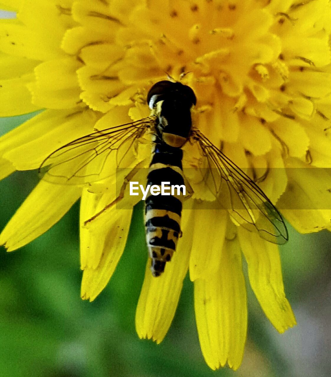 Close-up of insect on yellow flower