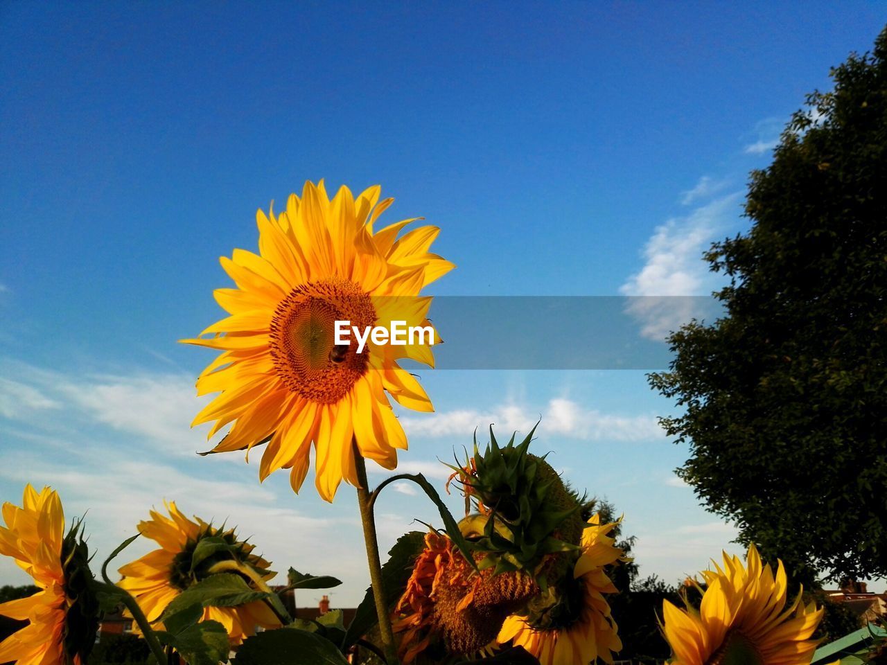 LOW ANGLE VIEW OF SUNFLOWERS AGAINST SKY