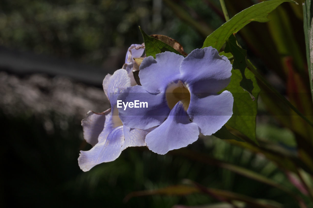 CLOSE-UP OF PURPLE FLOWERS