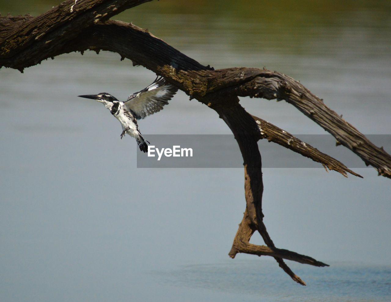 VIEW OF BIRD FLYING OVER LAKE