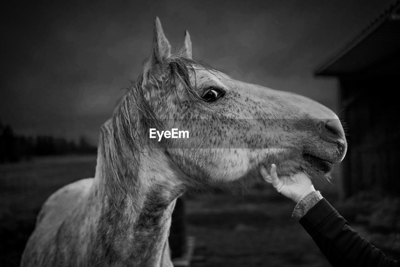 Close-up of horse