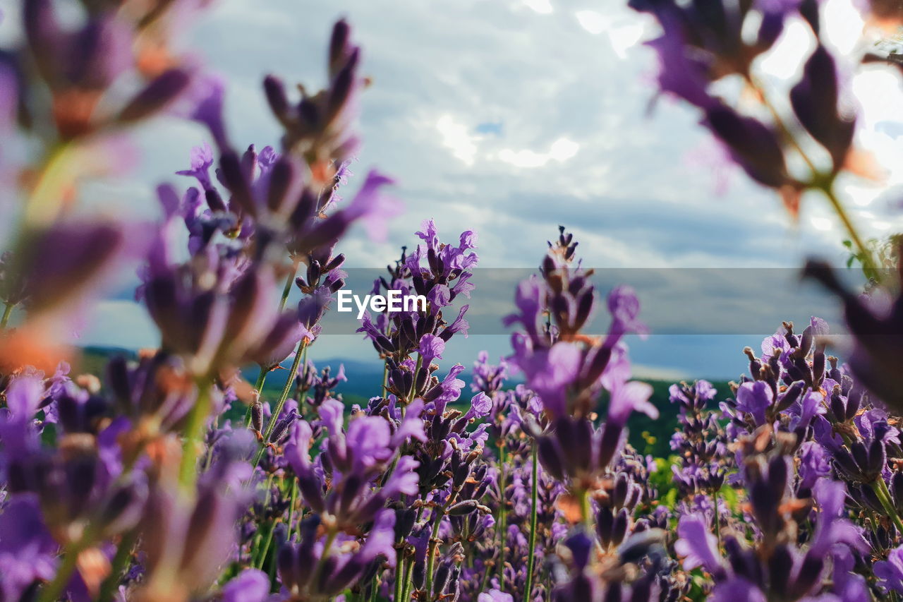 Close-up of purple flowering plants