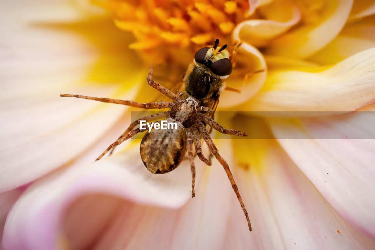 Close-up of insect on flower, spider catching insect