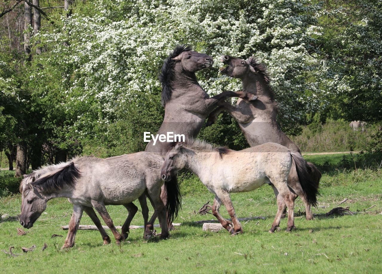 VIEW OF A HORSE ON FIELD
