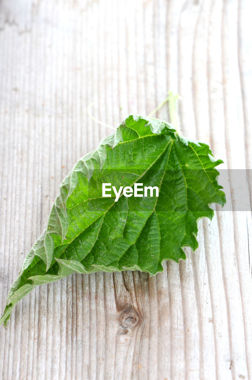 CLOSE-UP OF LEAF