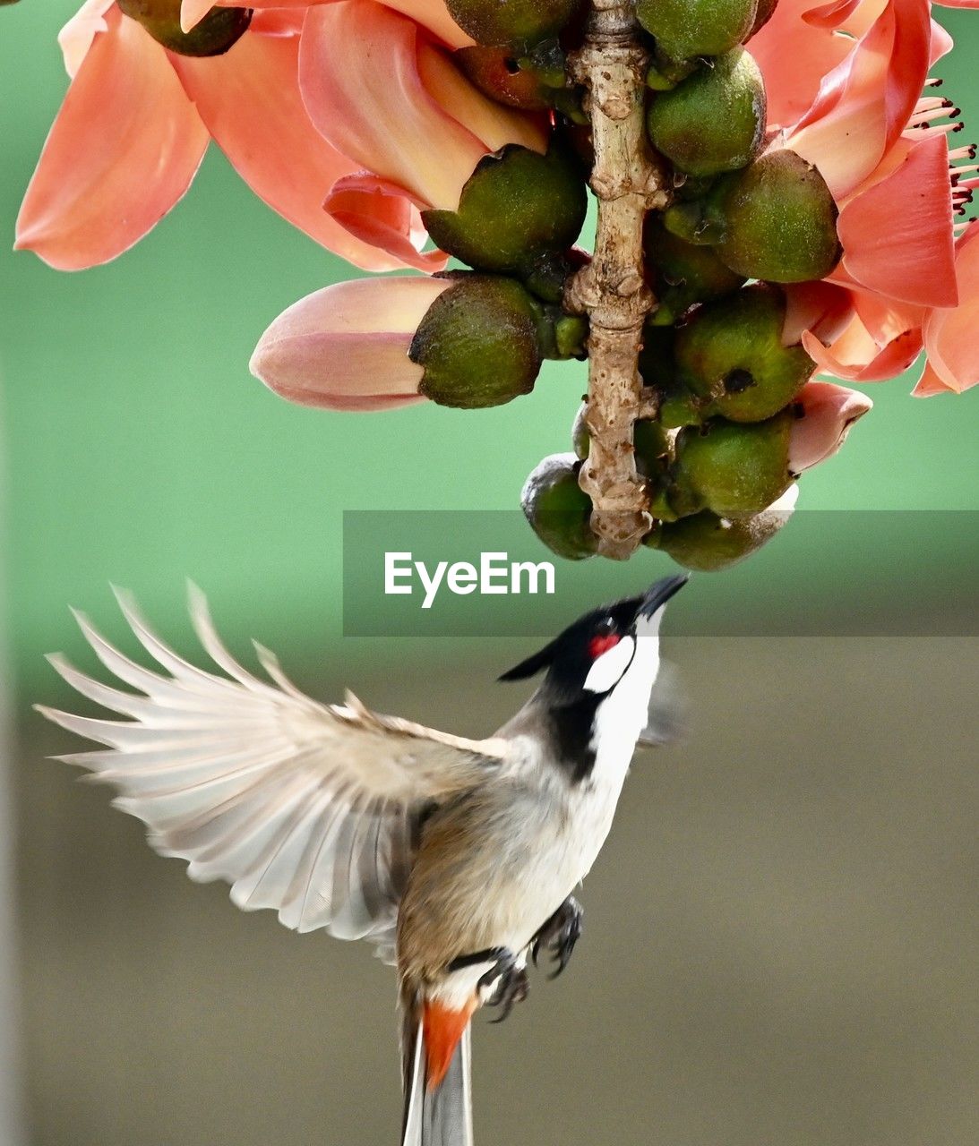 bird, animal themes, animal, animal wildlife, flower, flying, wildlife, hummingbird, beauty in nature, nature, no people, one animal, plant, branch, beak, close-up, food, flowering plant, focus on foreground, motion, outdoors, spread wings, freshness, mid-air