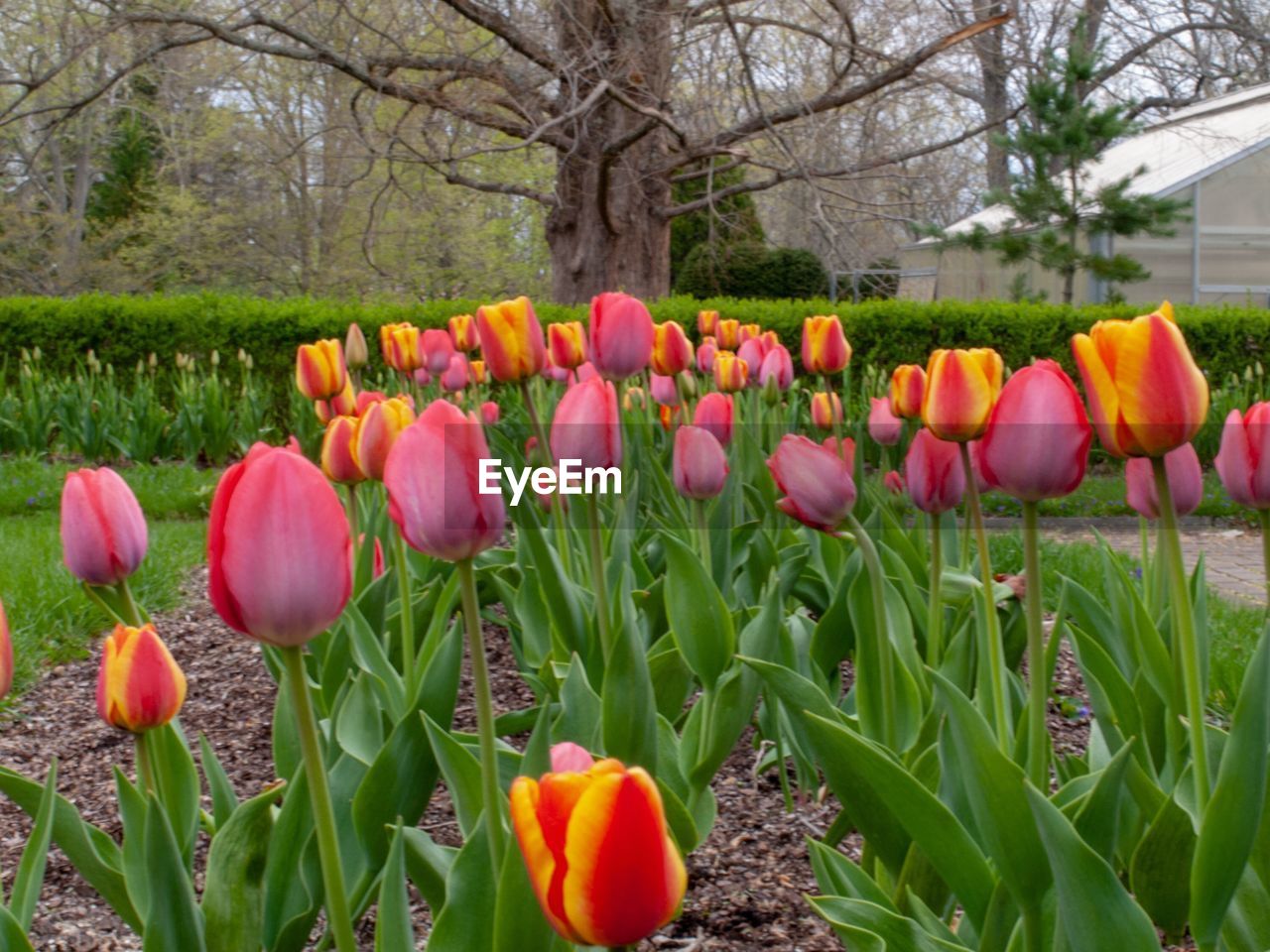 Close-up of tulips in park