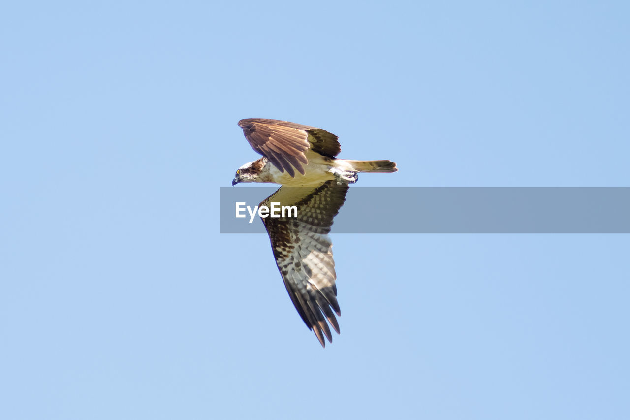 LOW ANGLE VIEW OF EAGLE FLYING AGAINST SKY