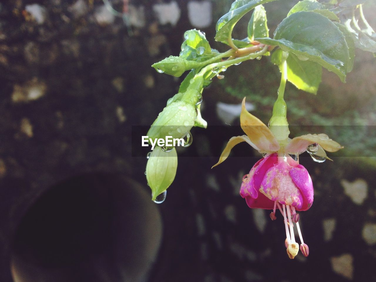 Water drops on fuchsia plant