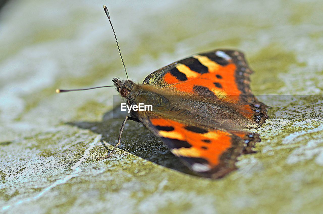 CLOSE-UP OF BUTTERFLY ON GROUND