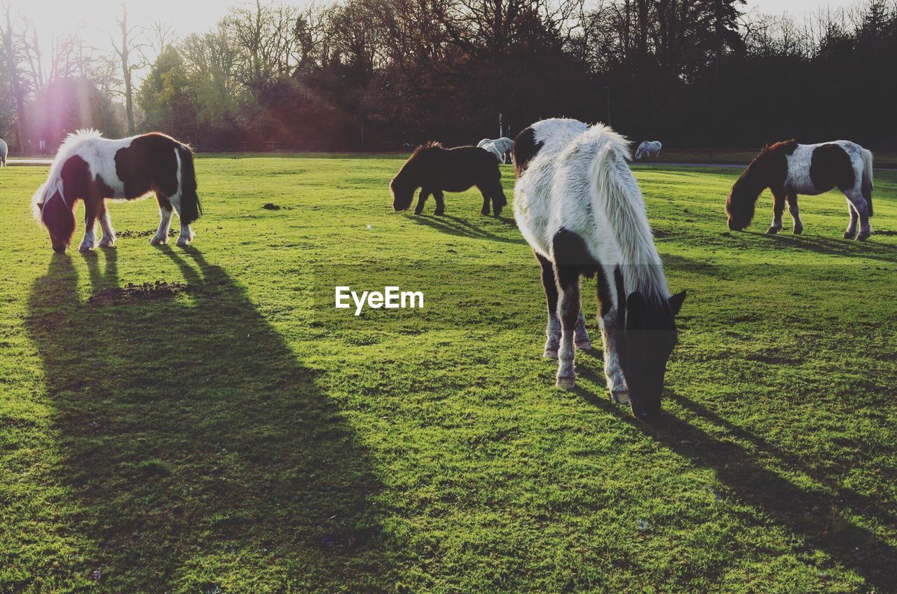 Horses grazing on field