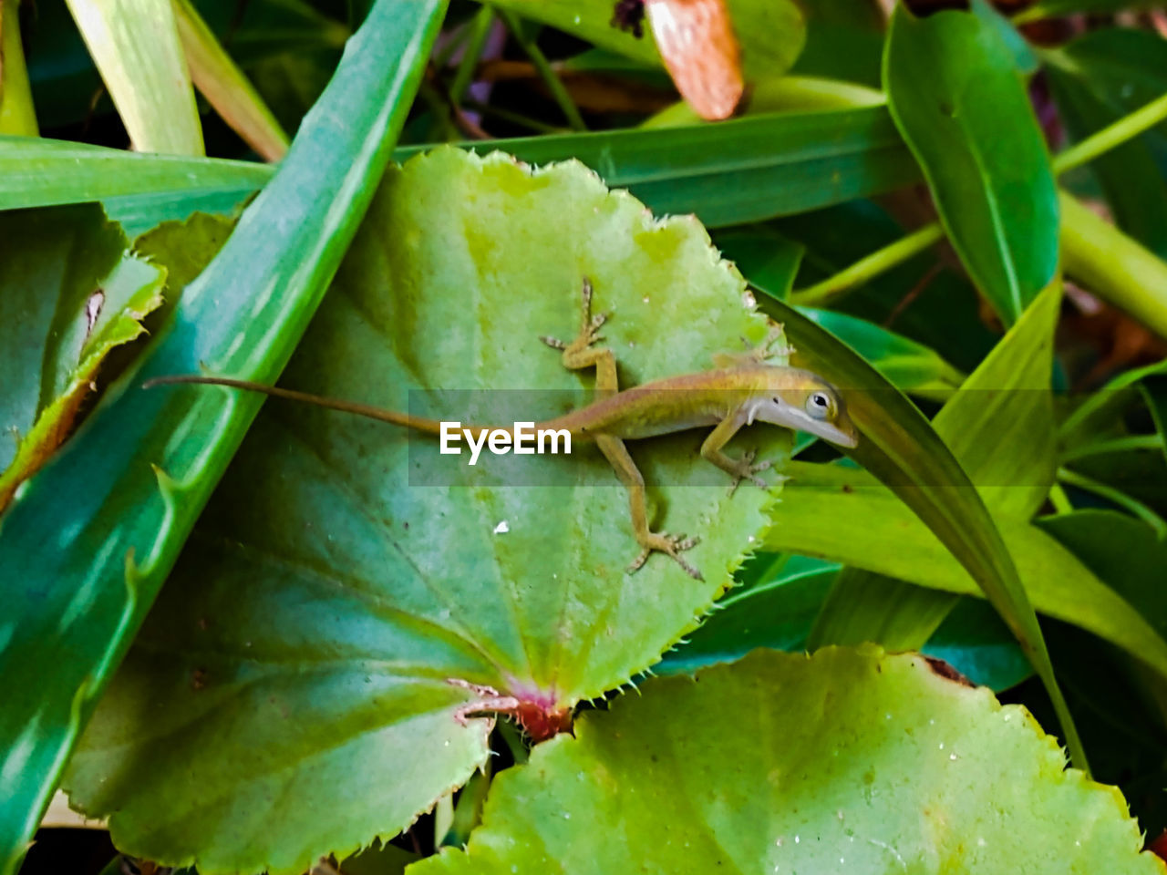 CLOSE-UP OF INSECT ON LEAF