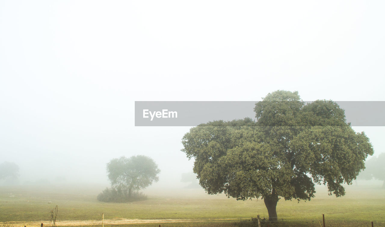 Trees on landscape against clear sky