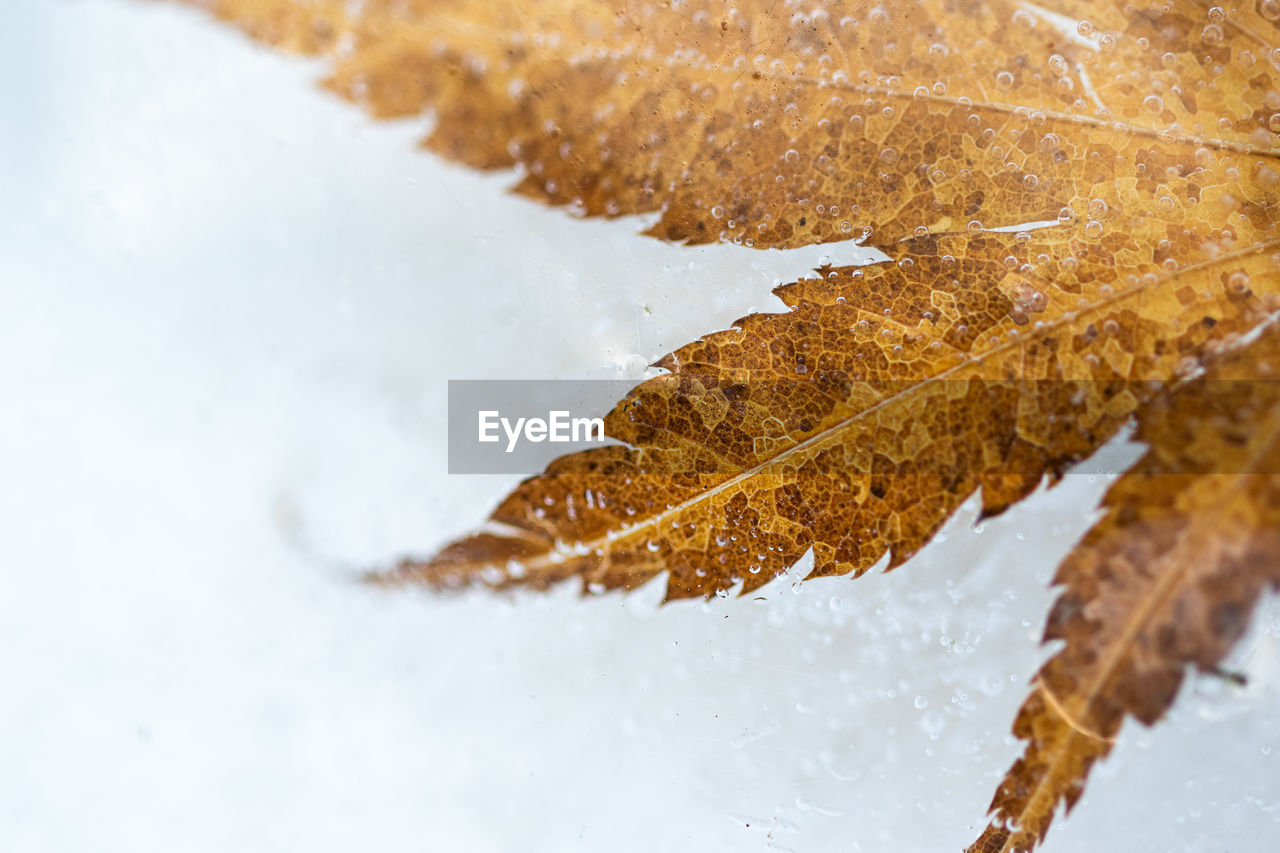 Close-up of frozen leaf during winter