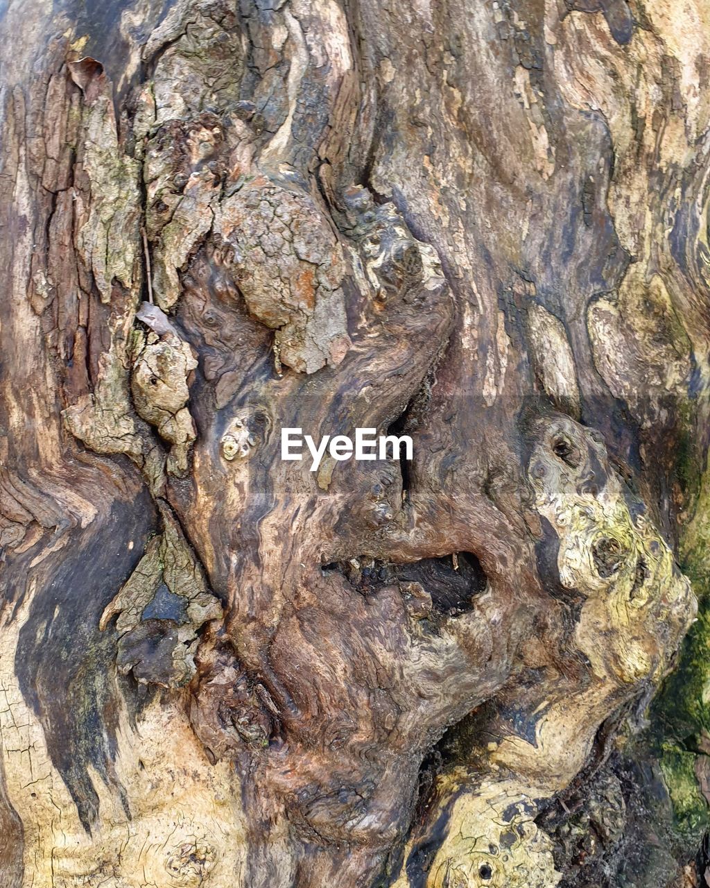 FULL FRAME SHOT OF BARK