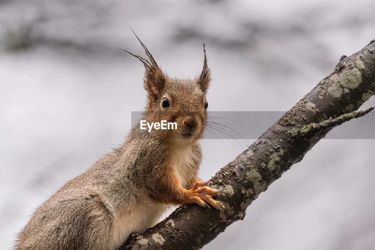 animal, animal themes, squirrel, animal wildlife, one animal, mammal, wildlife, rodent, tree, nature, whiskers, branch, no people, chipmunk, cute, animal hair, outdoors, close-up, plant, animal body part, gray, portrait, brown, eating, focus on foreground