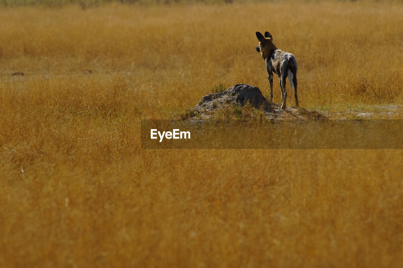Rear view of african wild dog standing on field