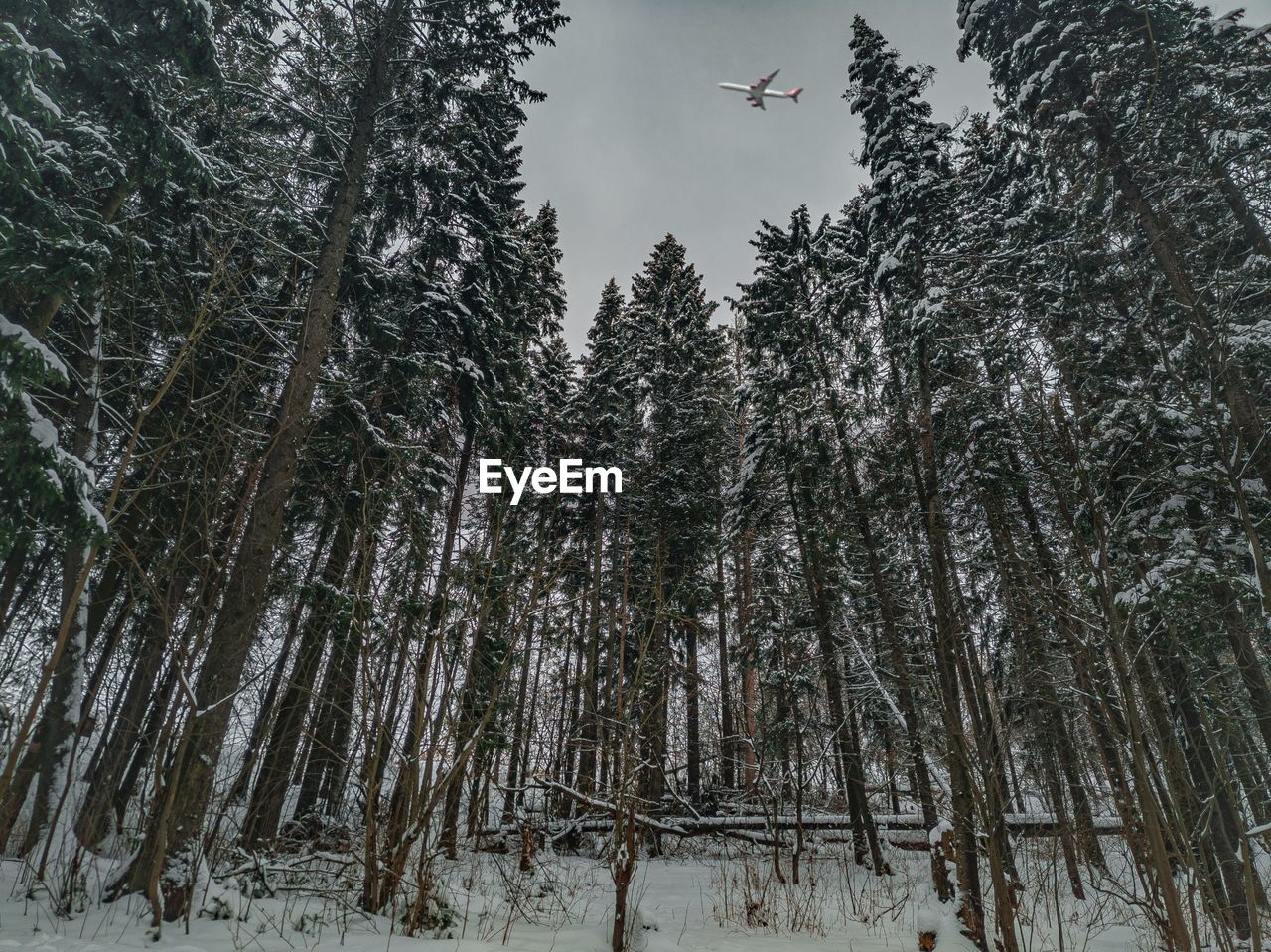 Low angle view of trees in forest during winter