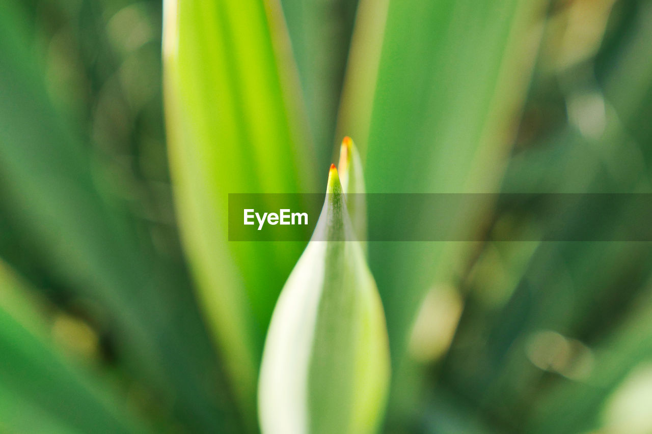 Green outdoor plant shoot tips with red tops. macro. shallow depth of field.