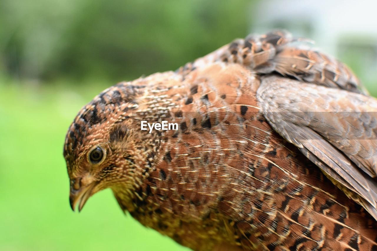 Close-up of a bird