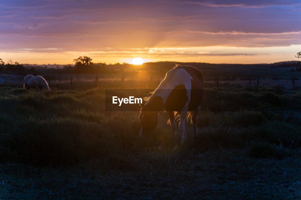 Rear view of horse on field against sky during sunset