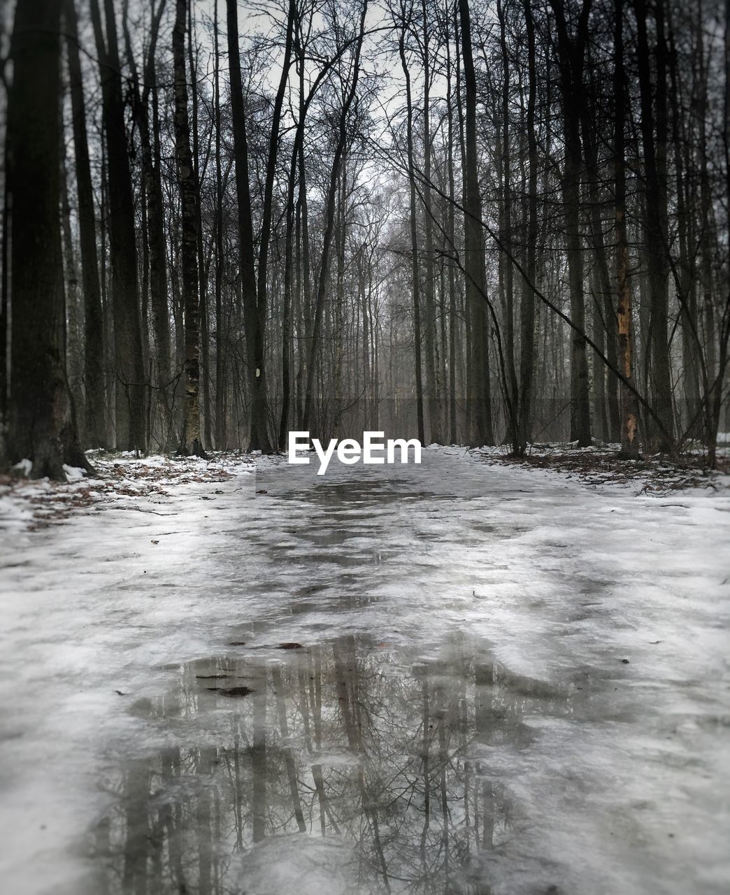 BARE TREES ON SNOW COVERED LAND