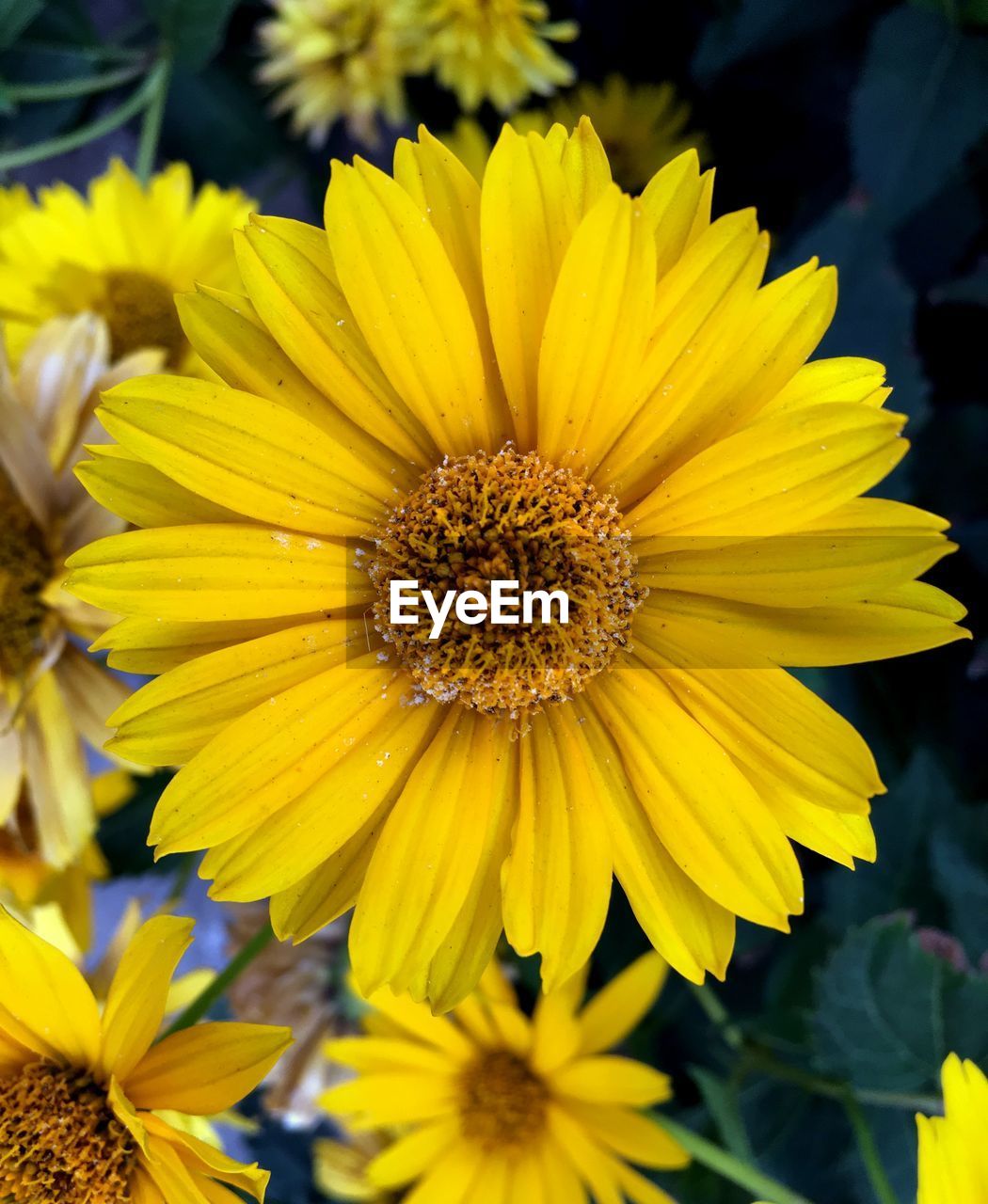 Macro shot of yellow flower