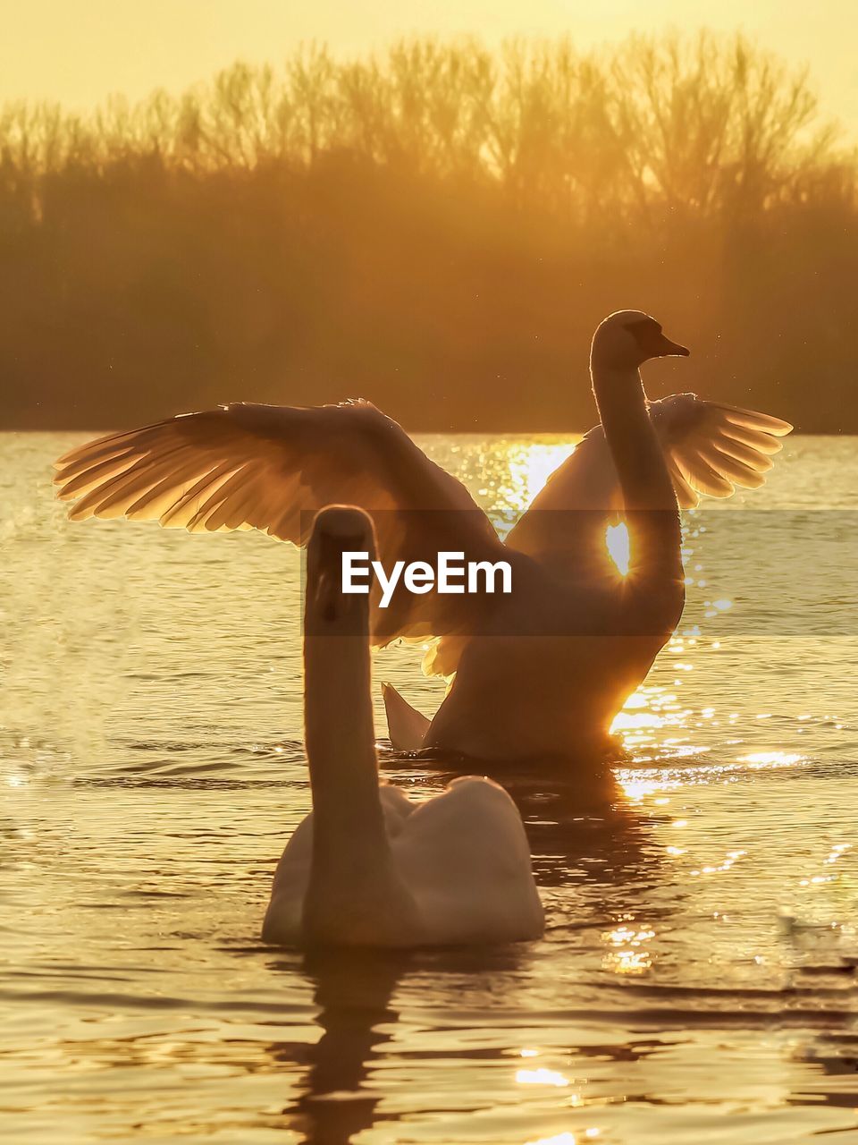 Swan swimming in lake against sky during sunset