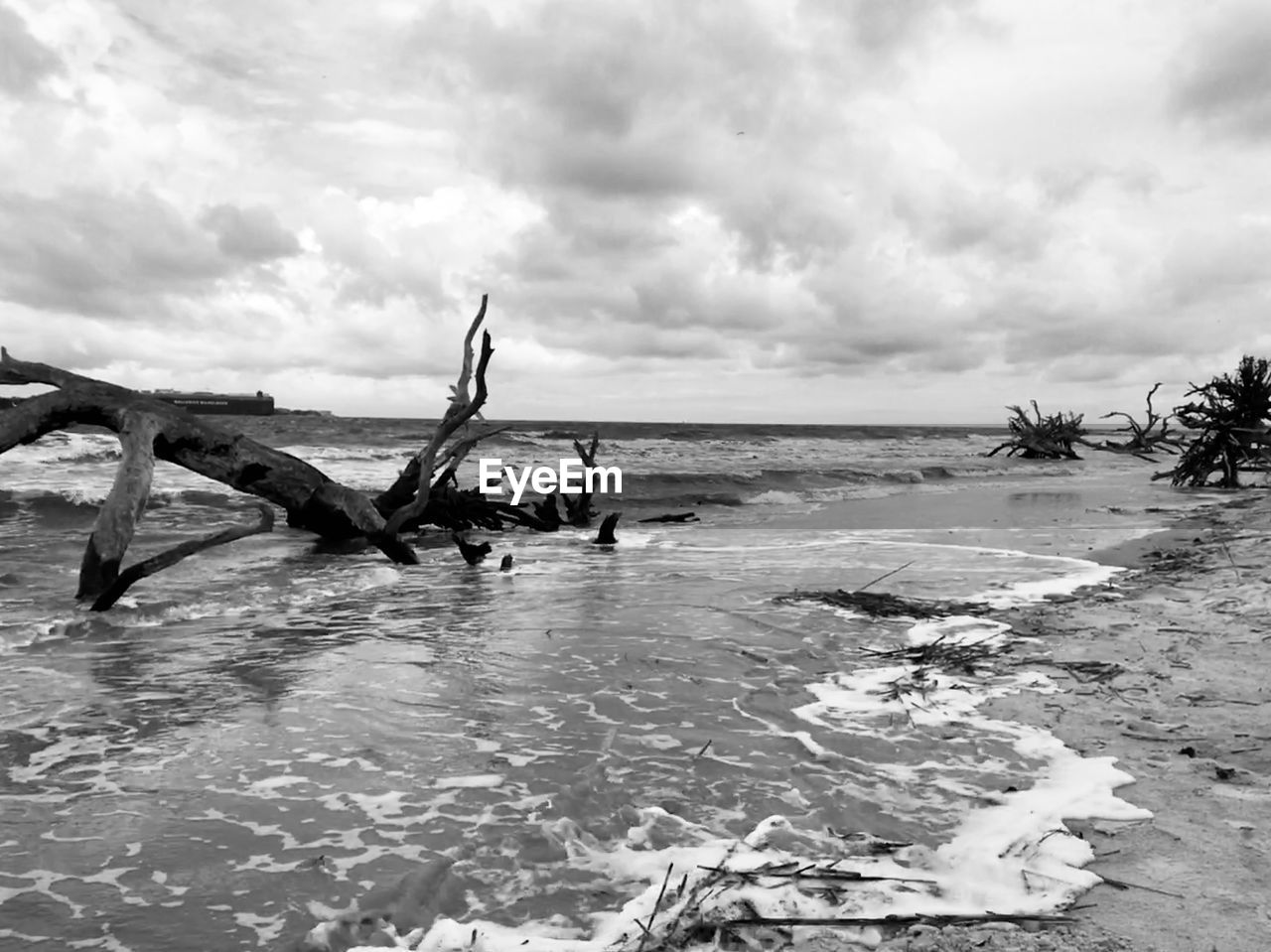 Driftwood on beach against sky