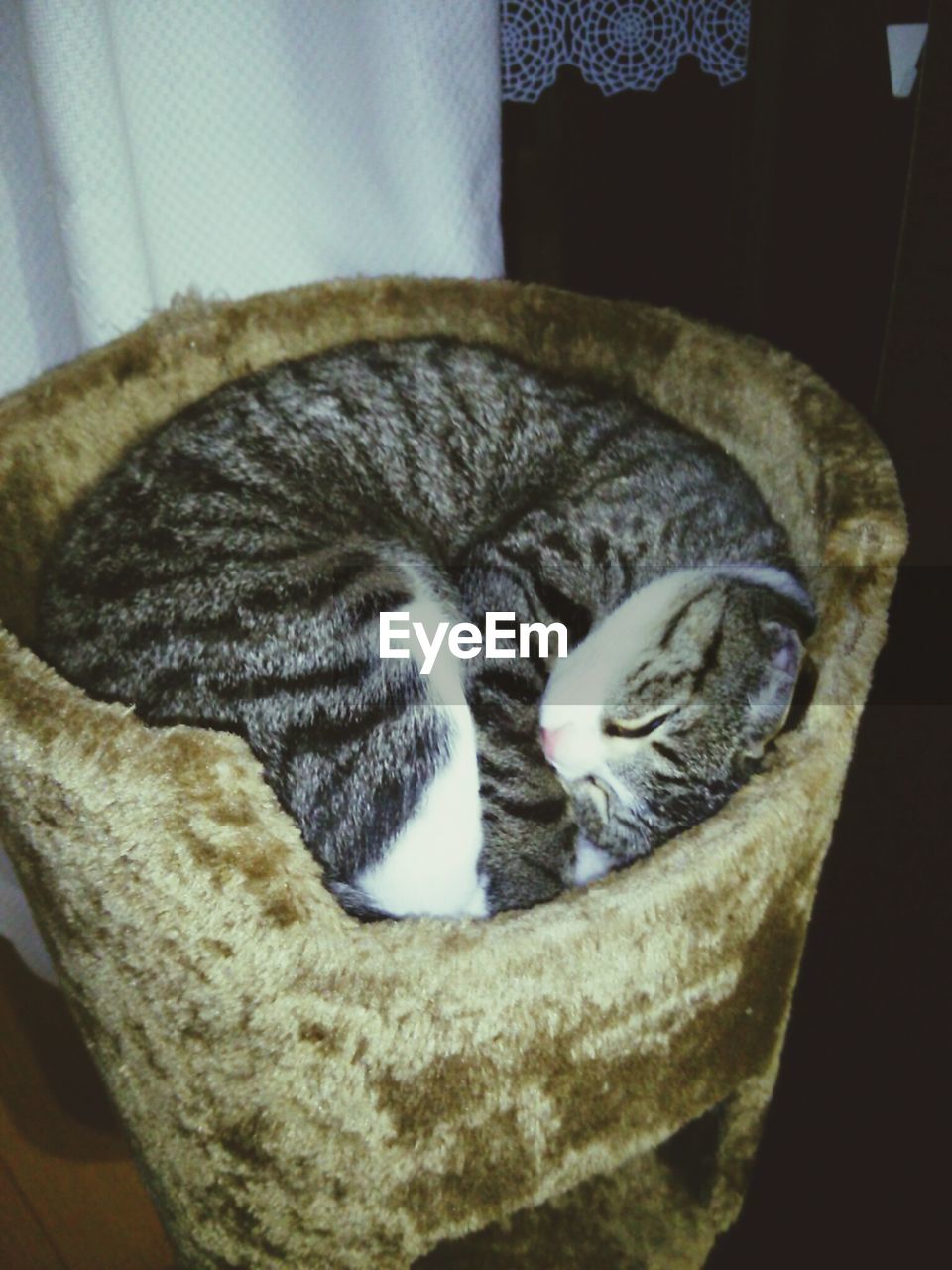 CLOSE-UP OF CAT SLEEPING ON TILED FLOOR