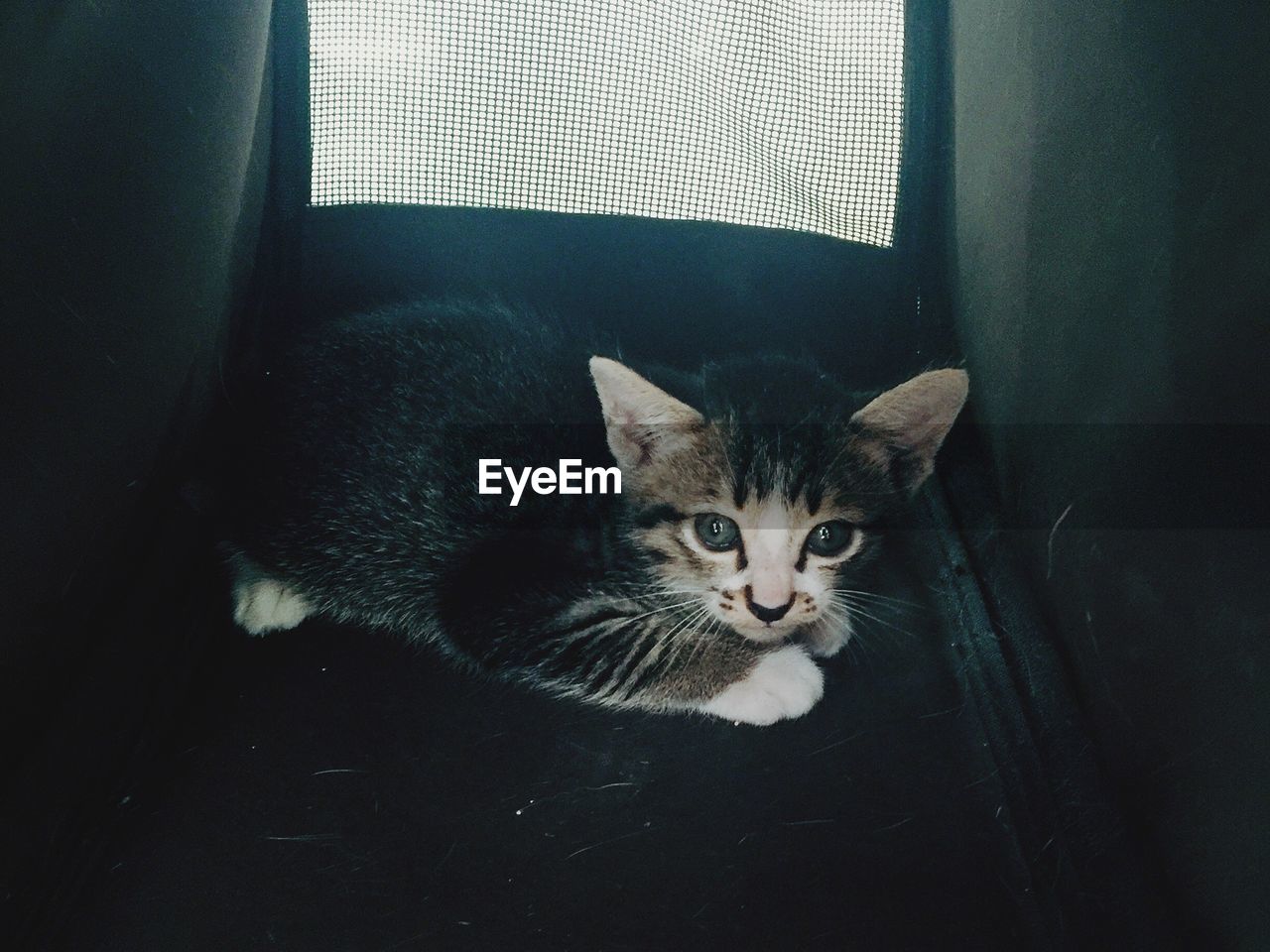 Portrait of kitten resting on pet bed