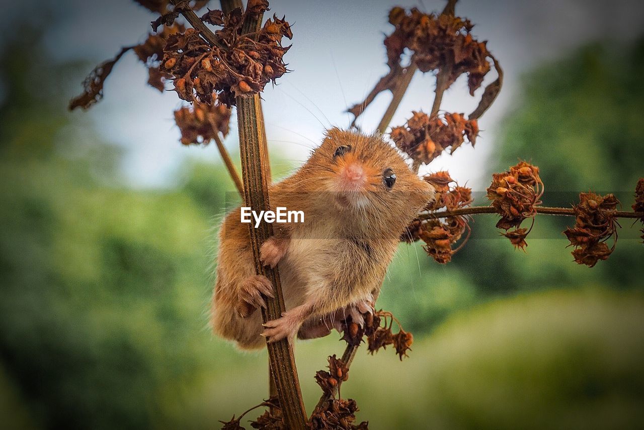 CLOSE-UP OF SQUIRREL