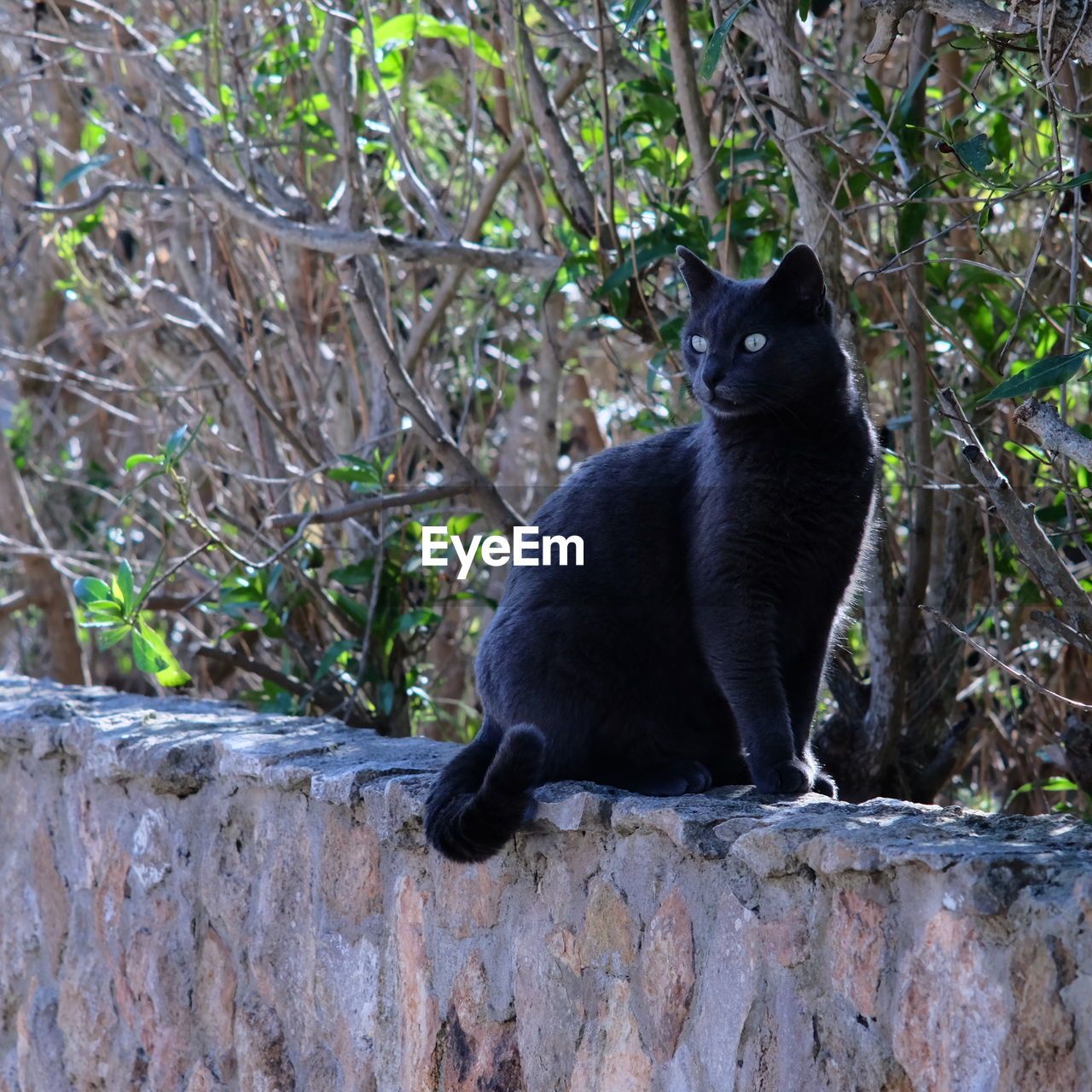 BLACK CAT AGAINST WALL