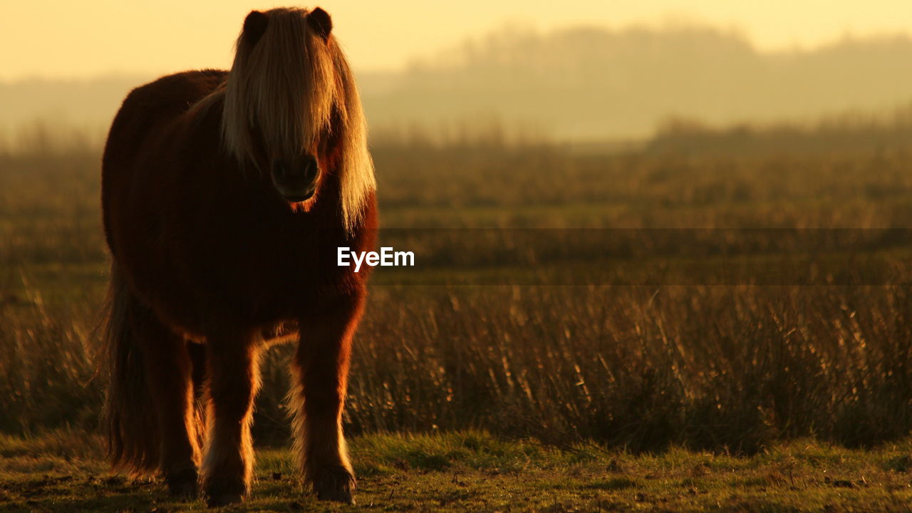 Pony standing on grassy field