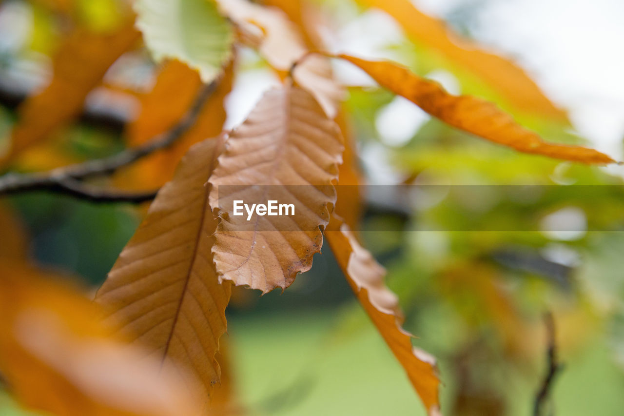 CLOSE-UP OF AUTUMN LEAF