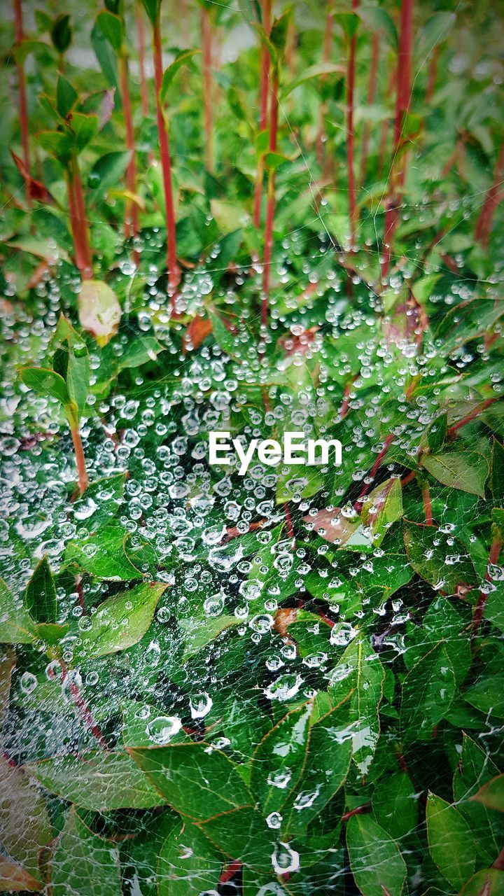 FULL FRAME SHOT OF RAINDROPS ON PLANT LEAVES