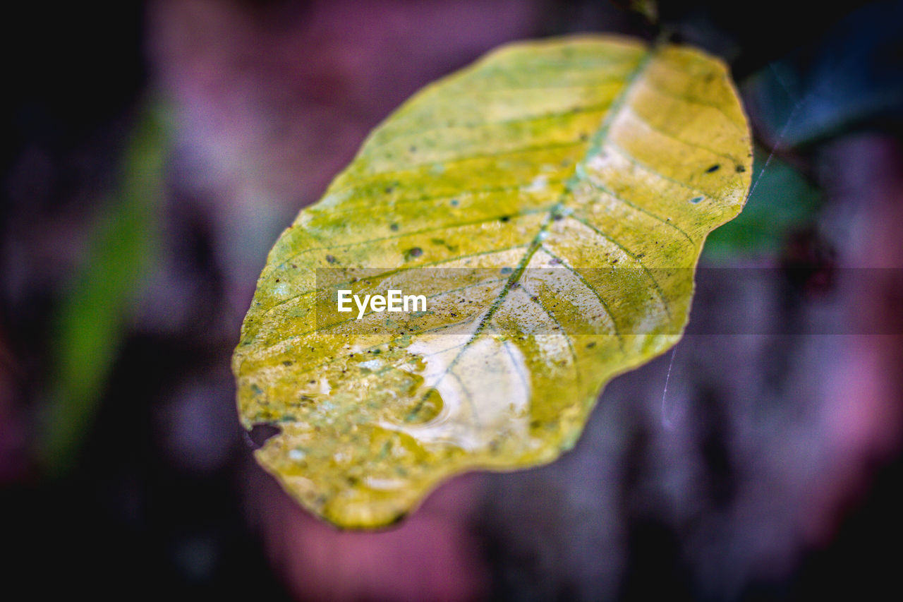CLOSE-UP OF DRY LEAF ON PLANT
