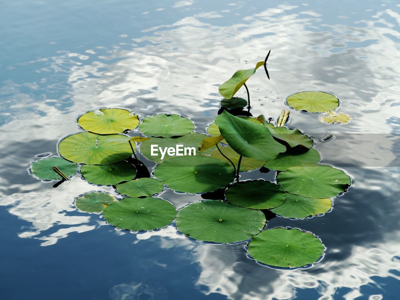 HIGH ANGLE VIEW OF LEAVES FLOATING ON LAKE