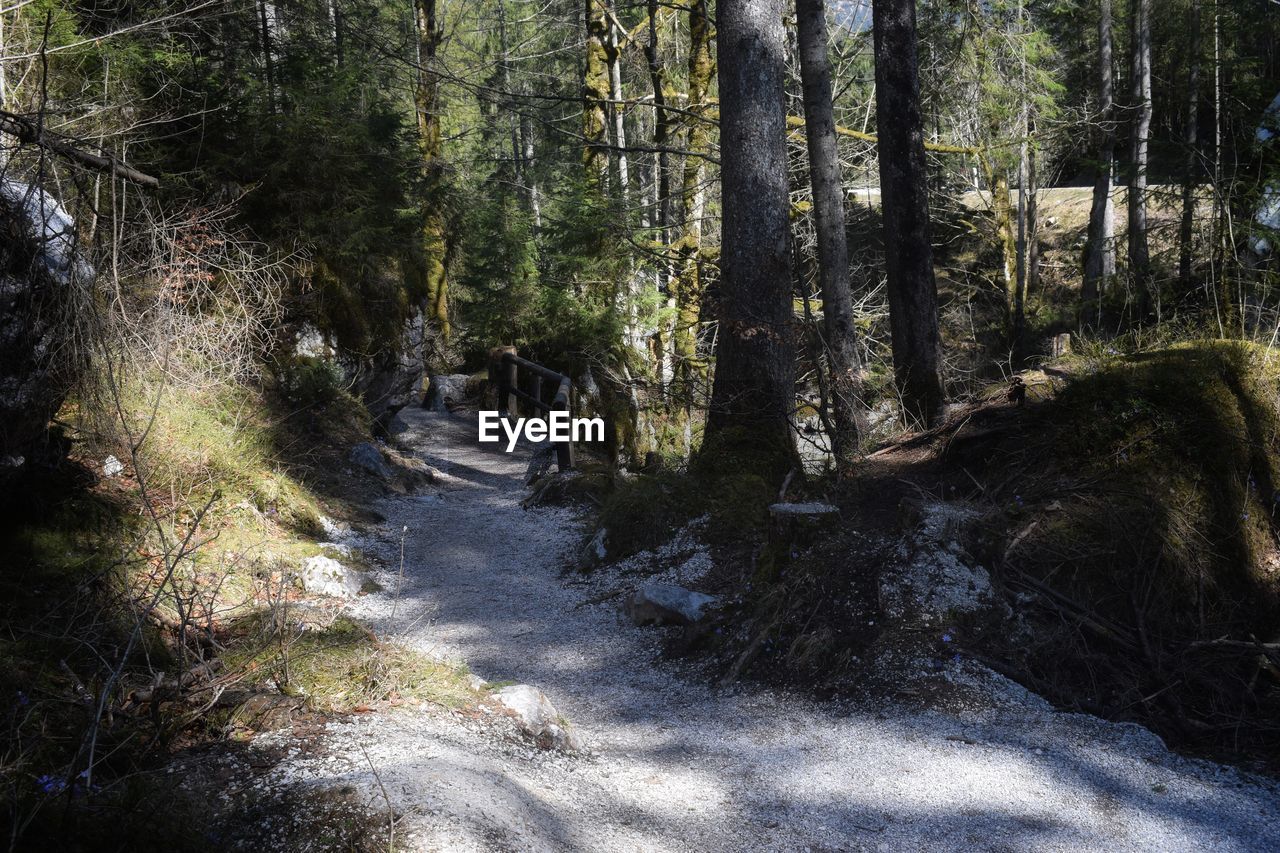 Stream flowing amidst trees in forest