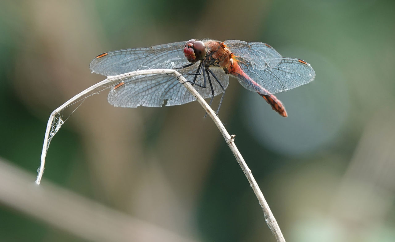 Close-up of dragonfly on twig