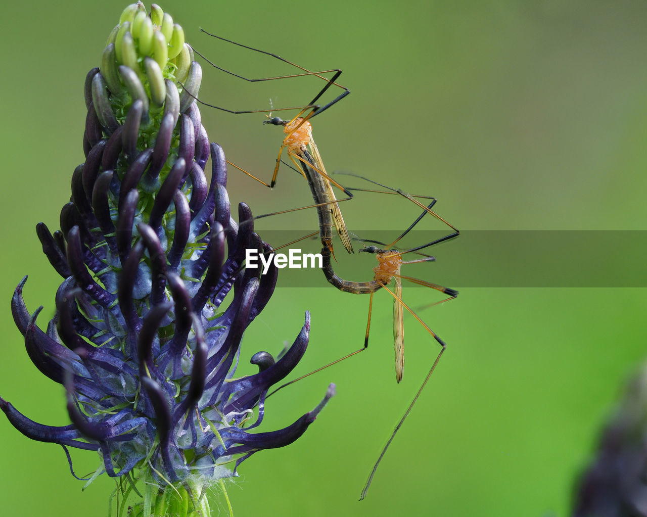 CLOSE-UP OF BUTTERFLY POLLINATING FLOWER