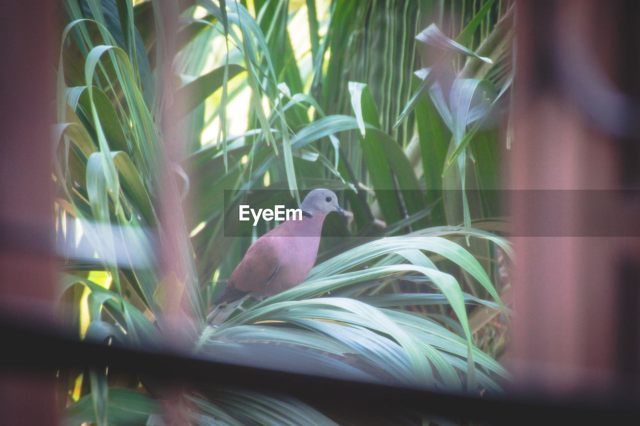 CLOSE-UP OF BIRD PERCHING ON LEAF