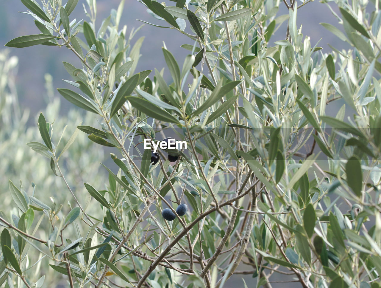 Low angle view of leaves growing on plant