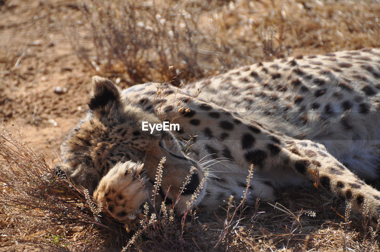 Close-up of giraffe on field