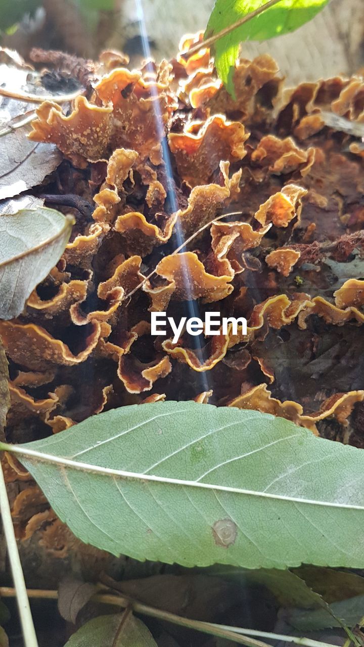 CLOSE-UP OF LEAVES ON PLANT