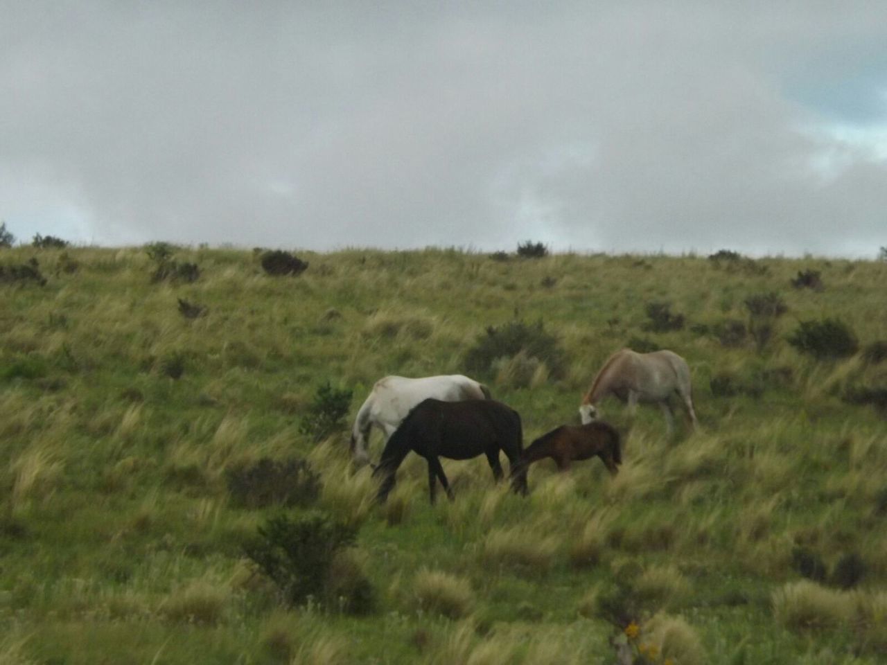 VIEW OF GRASSY FIELD AGAINST SKY